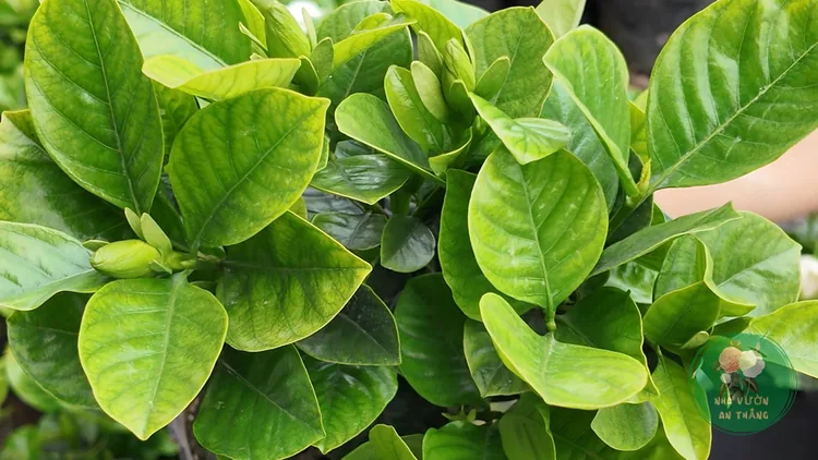 Cách Trồng Hoa Dành Dành (Gardenia) Thơm