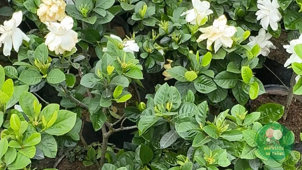 Chậu hoa dành dành trắng Gardenia jasminoides với tán lá xanh đậm sum suê