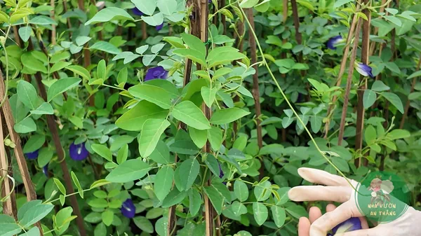 Cách Trồng Hoa Đậu Biếc Leo Giàn, Thu Hoa Làm Trà