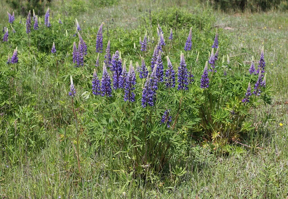 Vườn hoa lupin tím hồng vàng