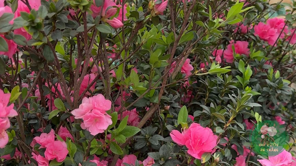 Hoa đỗ quyên hồng Pink Dream nở trên cành xanh