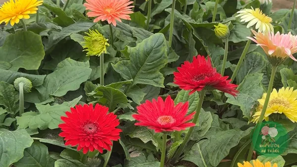 Cách Trồng Hoa Đồng Tiền (Gerbera) Cho Bông To, Lâu Tàn