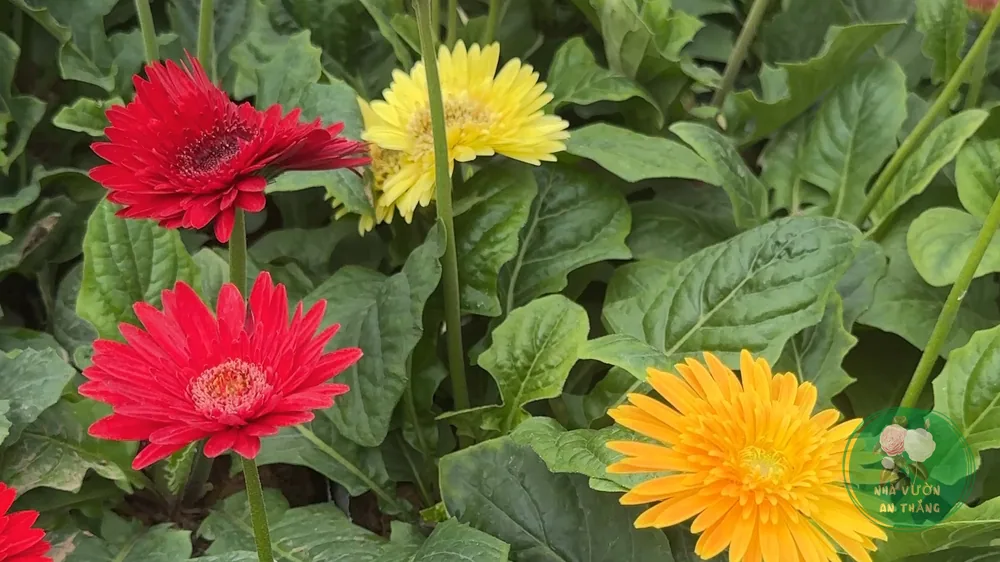 hoa đồng tiền gerbera cam bông to ngoài vườn