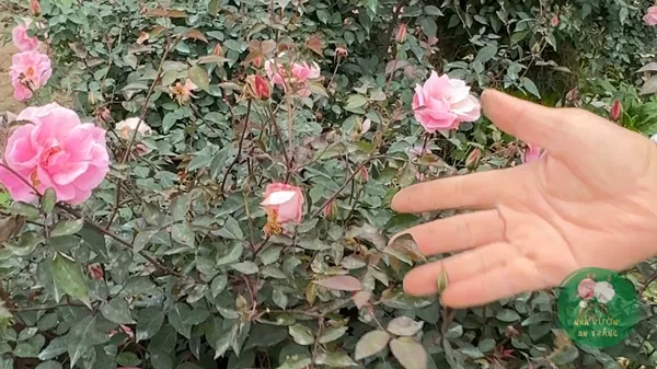Cách Trồng Hoa Hồng Trong Chậu Cho Hoa Quanh Năm