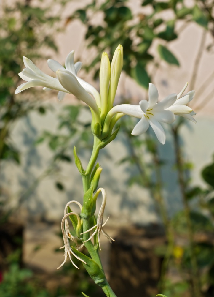 Cành hoa huệ ta Polianthes tuberosa trắng tinh khiết thơm ngát