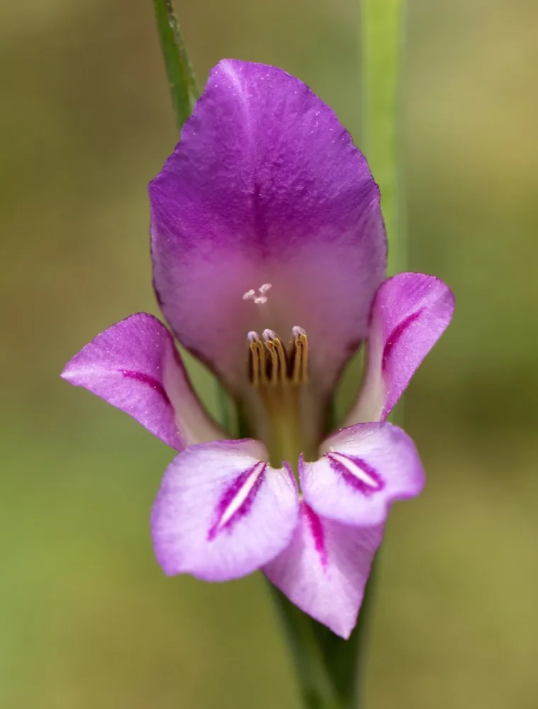 Hoa lay ơn Gladiolus italicus màu hồng tím nở dọc cành trong ánh sáng tự nhiên