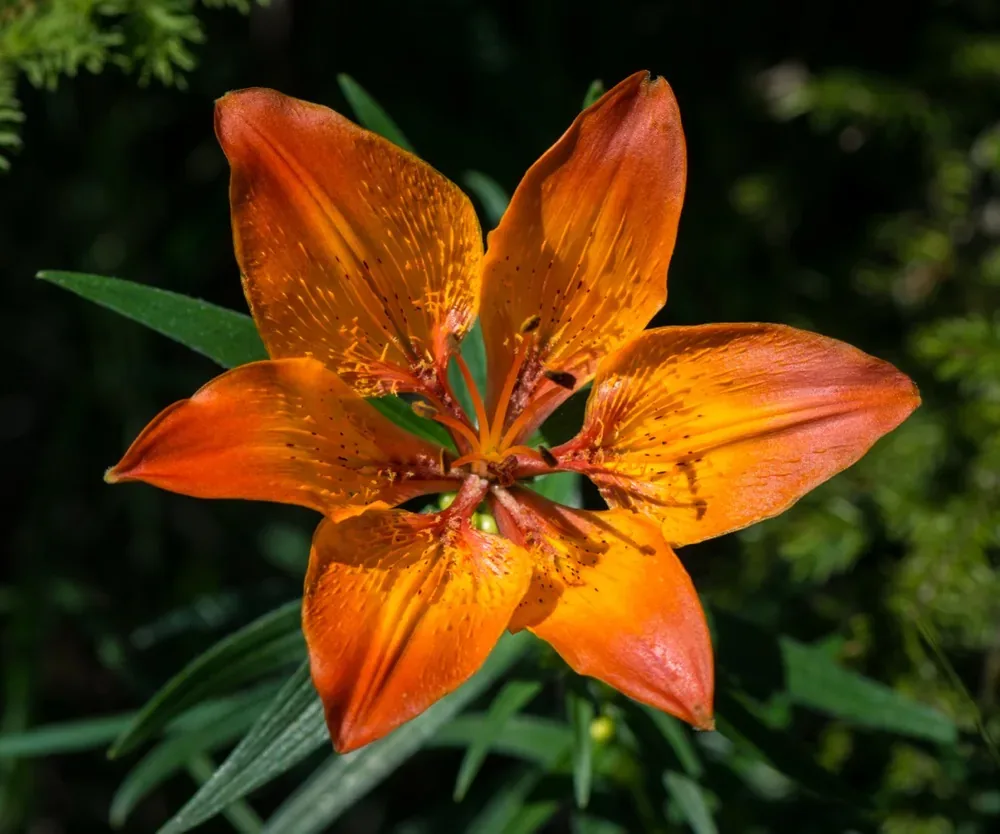 Hoa ly (Lilium bulbiferum) — củ khỏe cho hoa cam rực rỡ, nhiều bông trên một thân