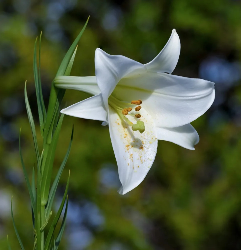 Hoa ly trắng (Formosa lily) — hương thơm dịu, thích hợp trồng chậu ban công
