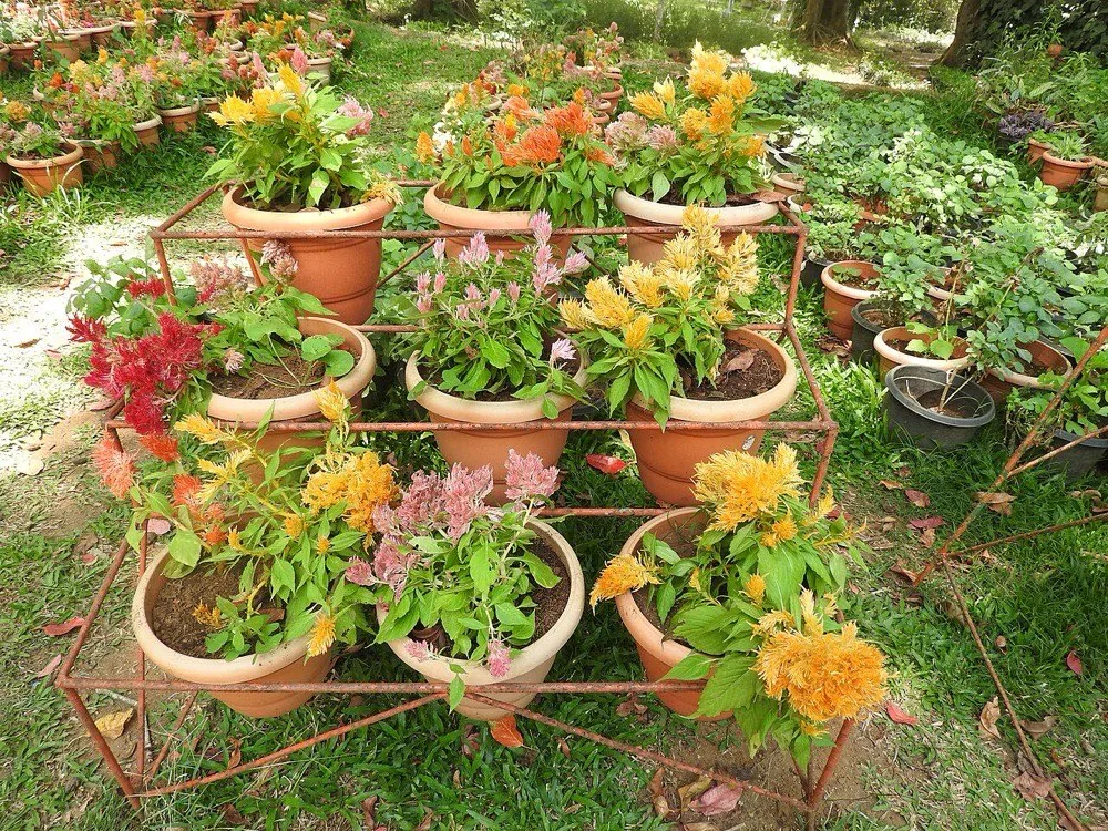 Luống hoa mào gà nhiều màu trong vườn