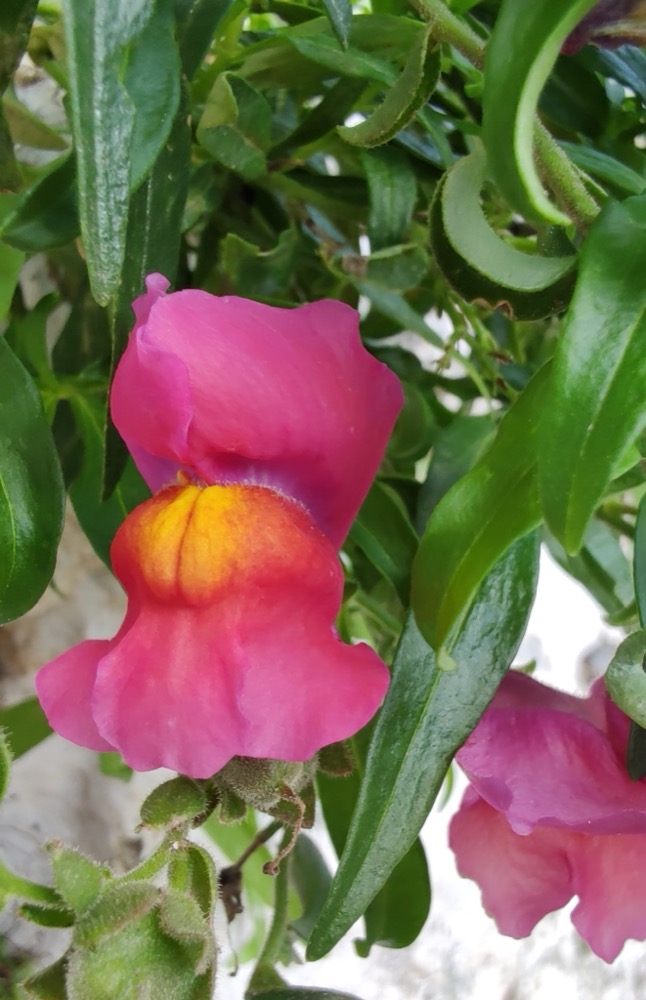 Cách Trồng Hoa Mõm Sói (Snapdragon) Vụ Lạnh