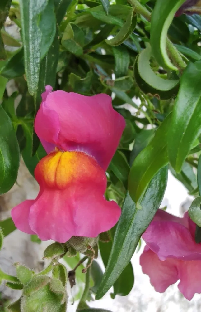 Cách Trồng Hoa Mõm Sói (Snapdragon) Vụ Lạnh