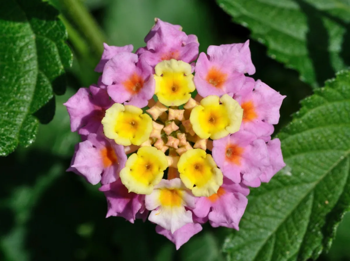 Cách Trồng Hoa Ngũ Sắc (Trâm Ổi/Lantana)