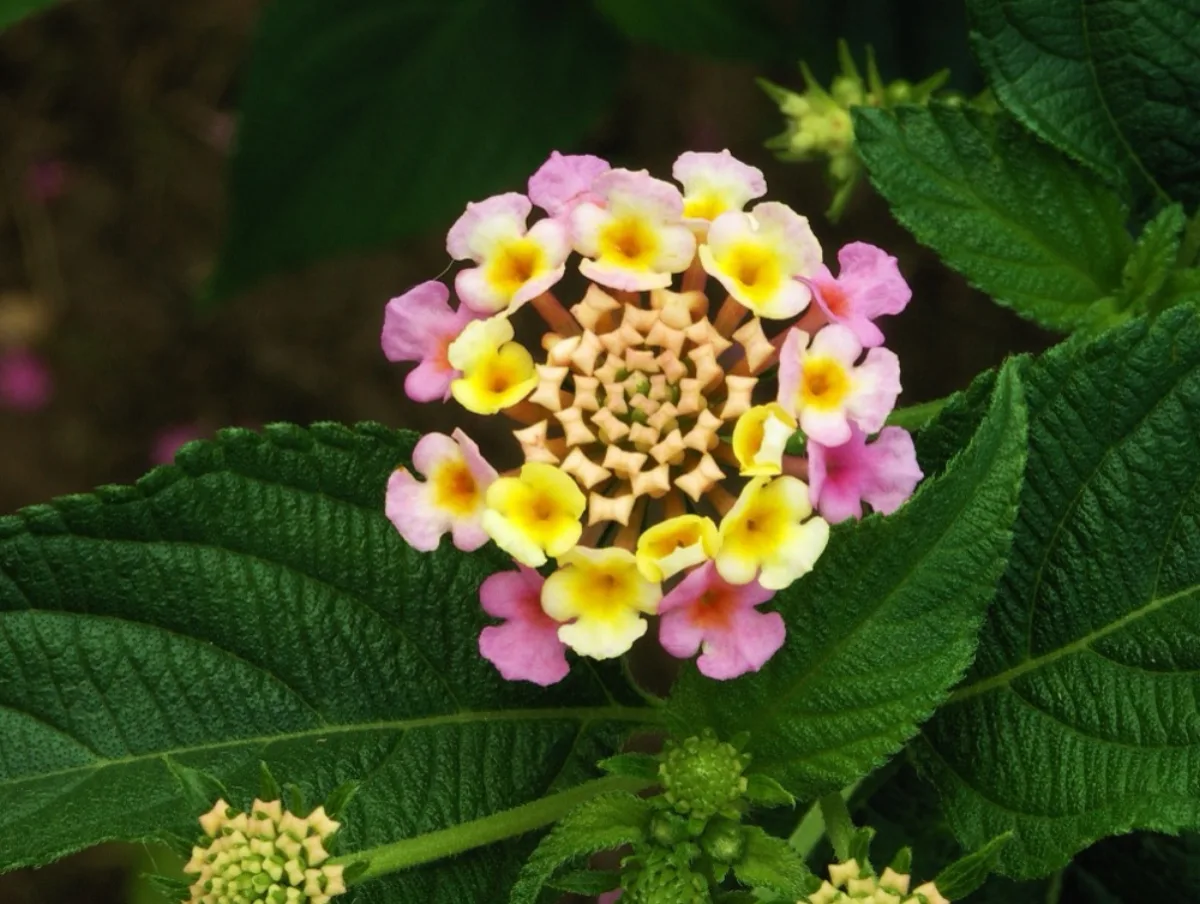 Hoa ngũ sắc Lantana camara với cụm hoa nhiều màu kèm lá xanh