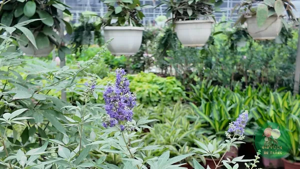 Cách Trồng Hoa Oải Hương (Lavender) Sống Tốt Ở Việt Nam