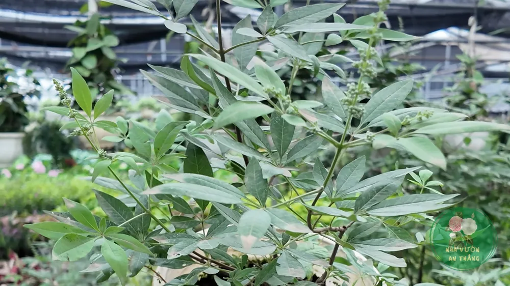 Cánh đồng oải hương nở rộ dưới ánh nắng