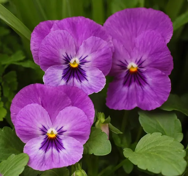 Cách Trồng Hoa Päng-xê (Violet) Vụ Lạnh, Đẹp Dịp Tết