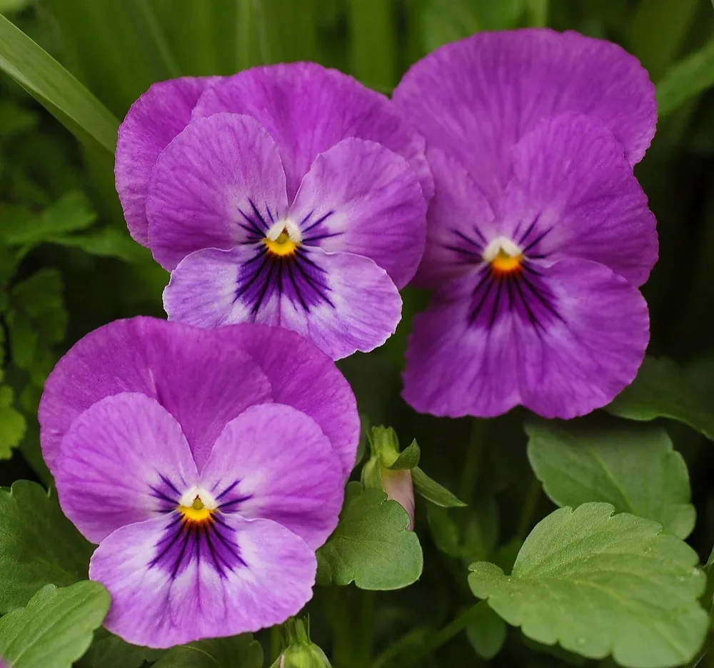 Cách Trồng Hoa Päng-xê (Violet) Vụ Lạnh, Đẹp Dịp Tết