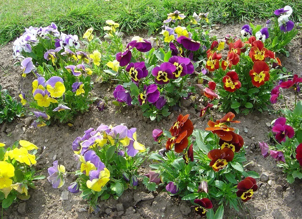 Chậu hoa violet tím trồng dịp Tết