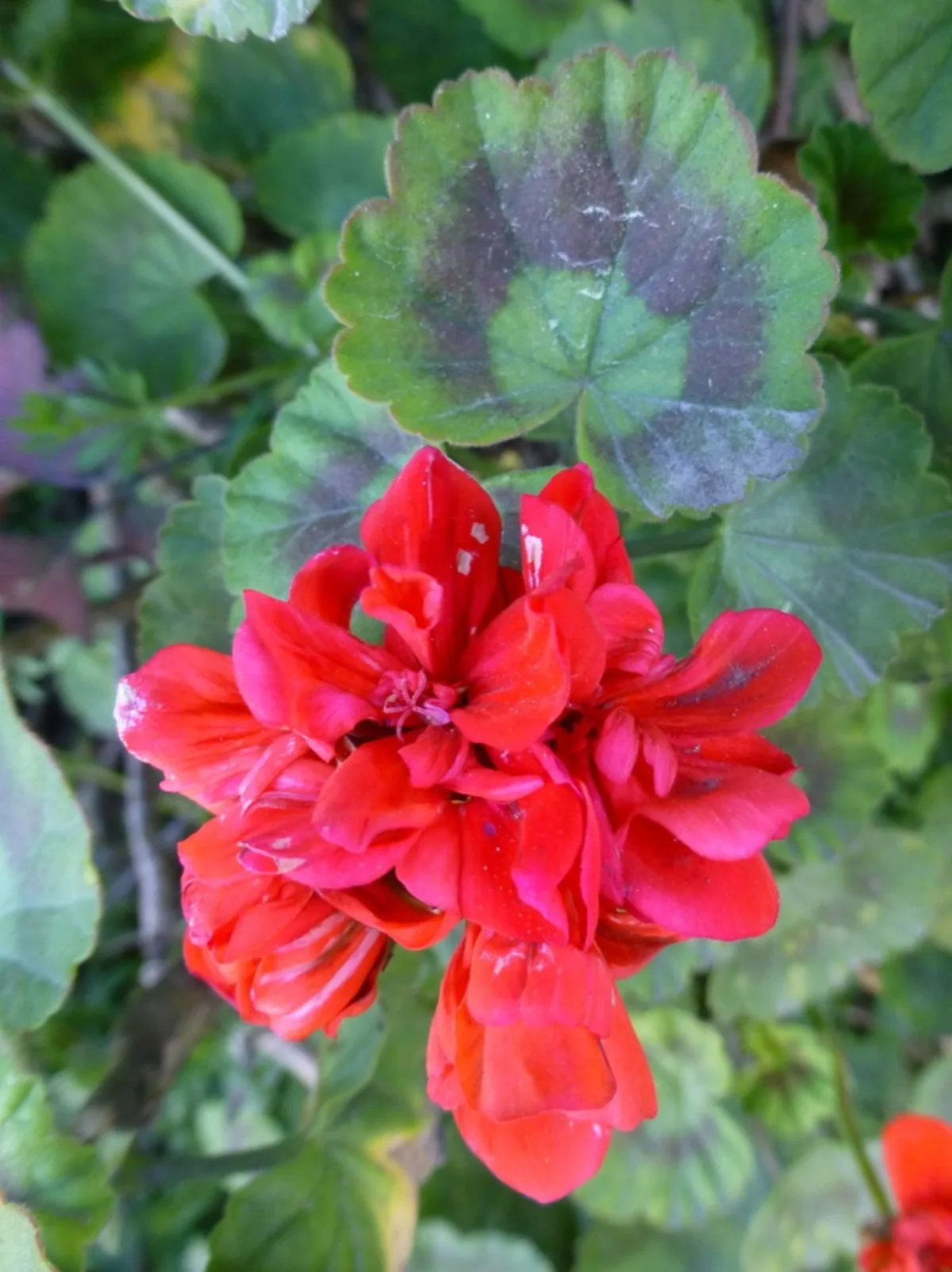 Cách Trồng Hoa Phong Lữ Thảo (Geranium) Ban Công