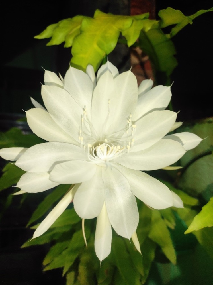 Hoa quỳnh nở trắng tinh khôi về đêm, đặc trưng của loài Epiphyllum oxypetalum