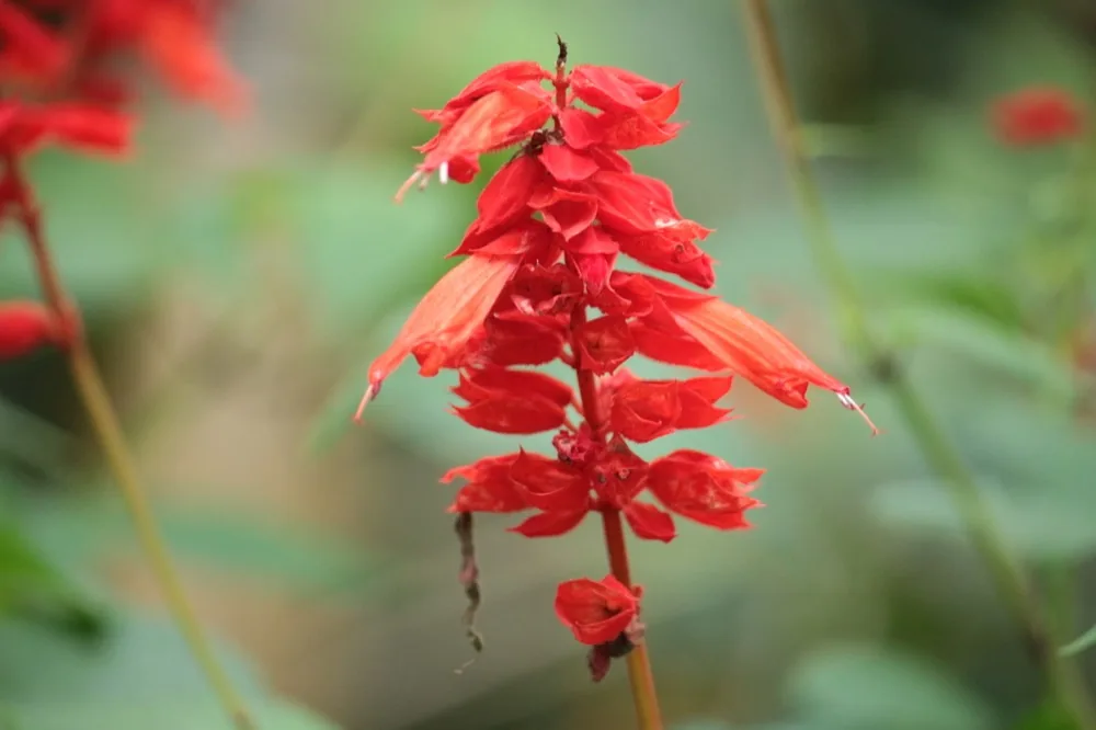 Cách Trồng Hoa Salvia (Xác Pháo) Từ Hạt