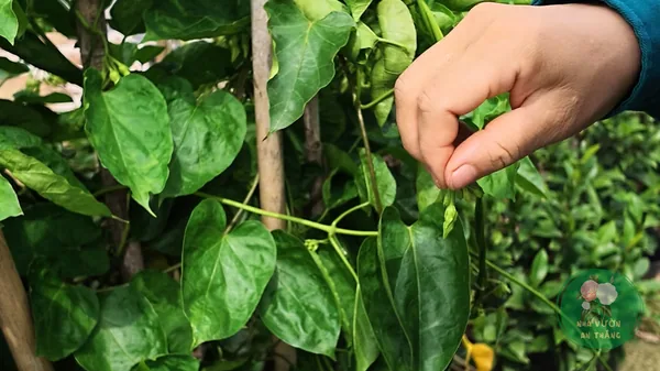 Cách Trồng Hoa Thiên Lý Leo Giàn, Thu Bông Nấu Canh