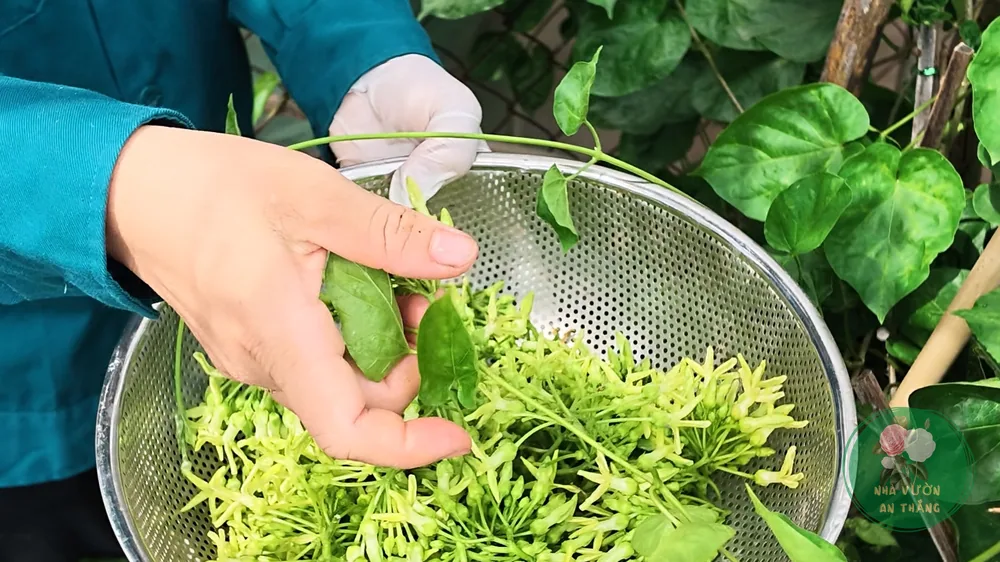 Chùm bông thiên lý thu hái nấu canh