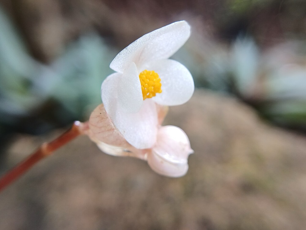 Cách Trồng Hoa Thu Hải Đường (Begonia)