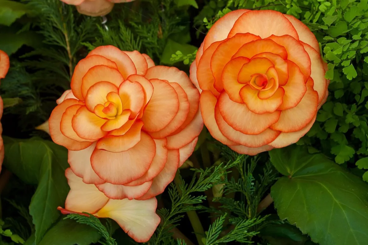 Thu hải đường Begonia Saturn với hoa rực rỡ nhiều tầng