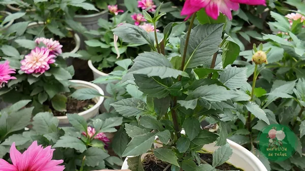 Cách Trồng Hoa Thược Dược Cho Tết, Bông To Nhiều Màu