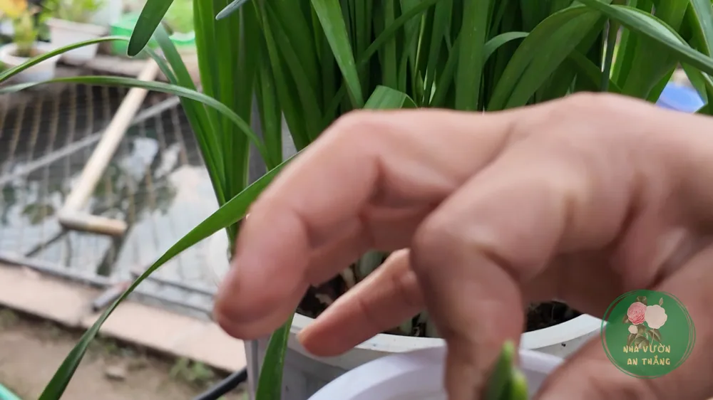 Cụm hoa thủy tiên trắng Narcissus tazetta nở rộ