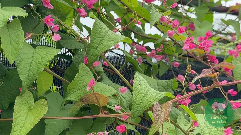 Cành hoa tigôn tim hồng Antigonon leptopus leo giàn