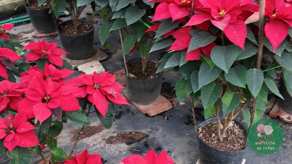Cành hoa trạng nguyên đỏ Euphorbia pulcherrima — loài cây đặc trưng ngày Tết
