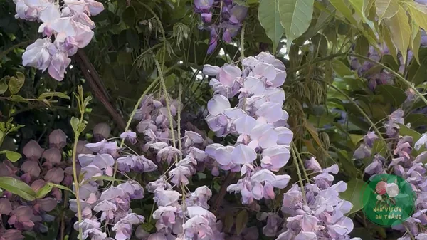 Cách Trồng Hoa Tử Đằng (Wisteria) Leo Giàn Cổng Đúng Kỹ Thuật