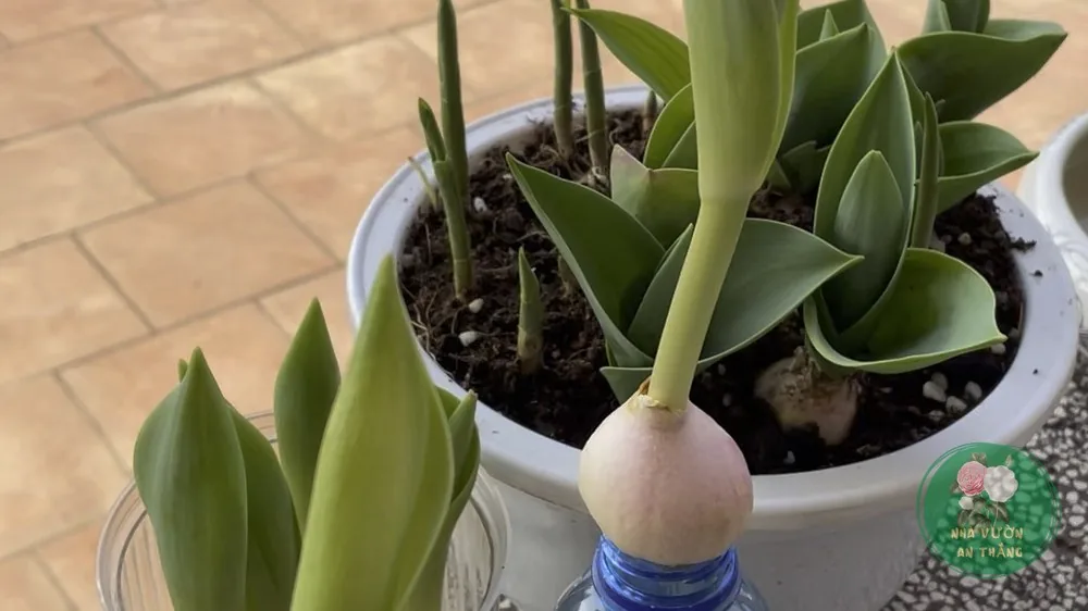 Cách Trồng Hoa Tulip Tại Nhà (Ép Củ Lạnh)