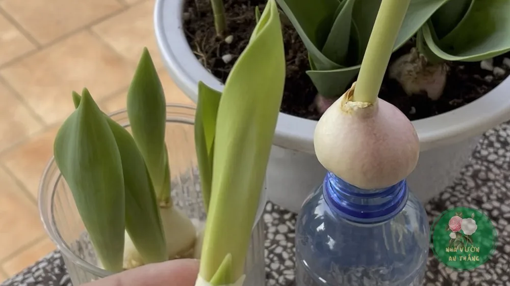 Hoa tulip ngoài vườn — nhóm hoa nhiều màu trong ánh sáng tự nhiên