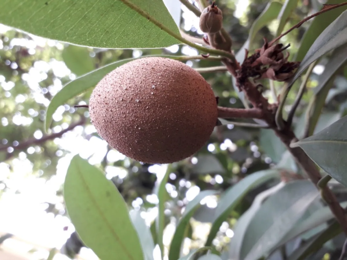 Cách Trồng Hồng Xiêm Trong Chậu Sai Quả