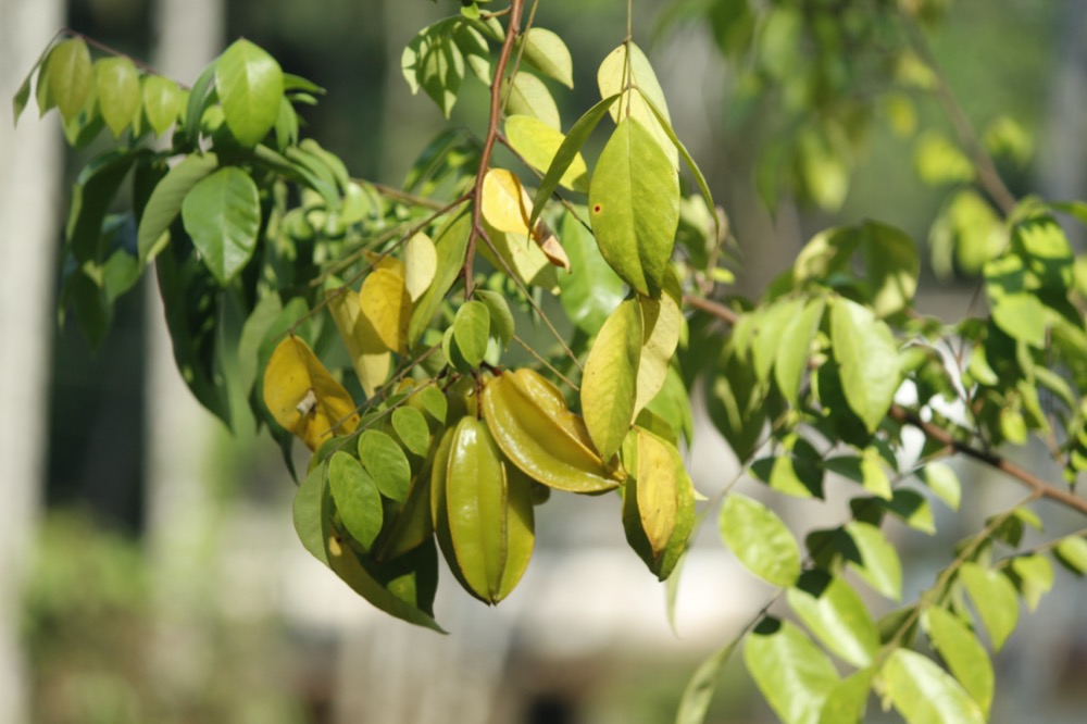 Cách Trồng Khế Trong Chậu Cho Trái Sai