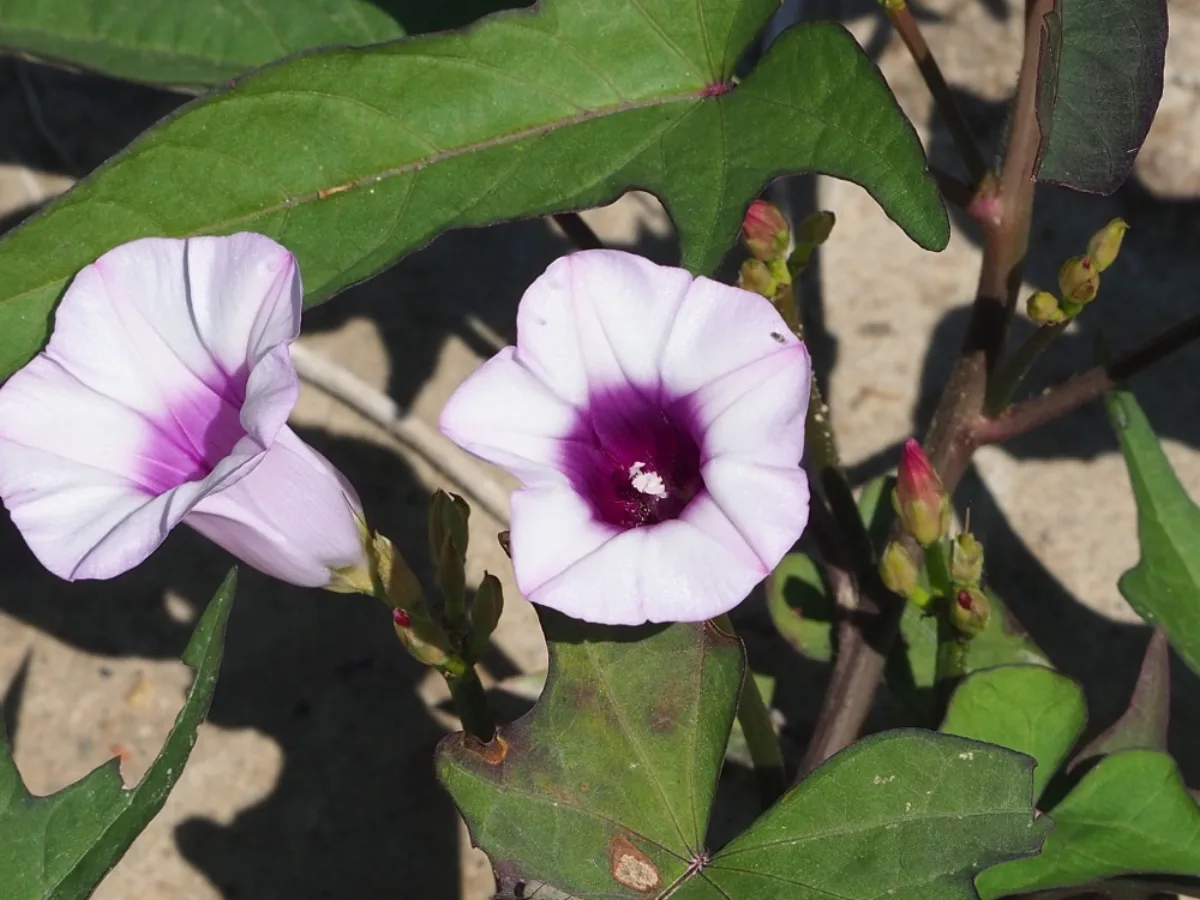 Hoa khoai lang (Ipomoea batatas) màu tím trắng nở trên dây khoai