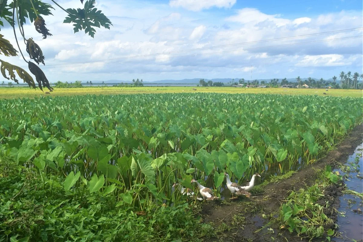 Cách Trồng Khoai Môn & Khoai Sọ Tại Nhà Củ To