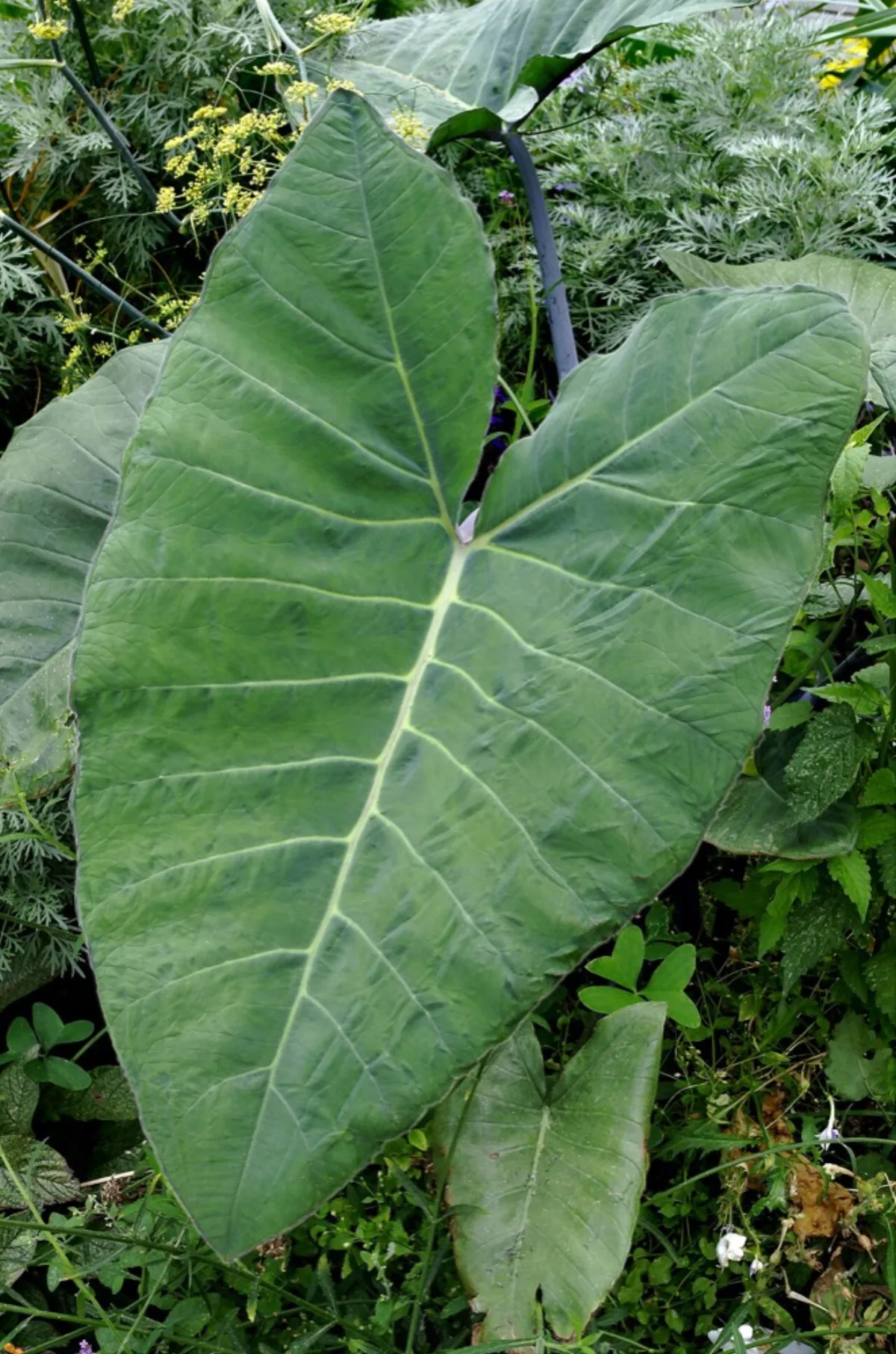 Lá khoai môn xanh mướt — đặc điểm nhận biết cây Colocasia esculenta khỏe mạnh