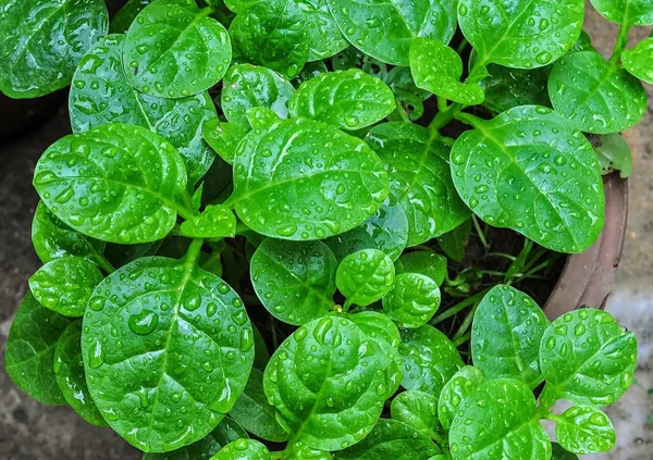 Cách Trồng Mồng Tơi Nhanh, Ăn Lá Mát Mùa Hè
