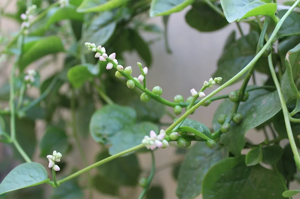 Luống mồng tơi xanh tốt trong vườn