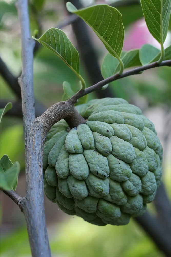 Cách Trồng Na (Mãng Cầu Ta) Trong Chậu
