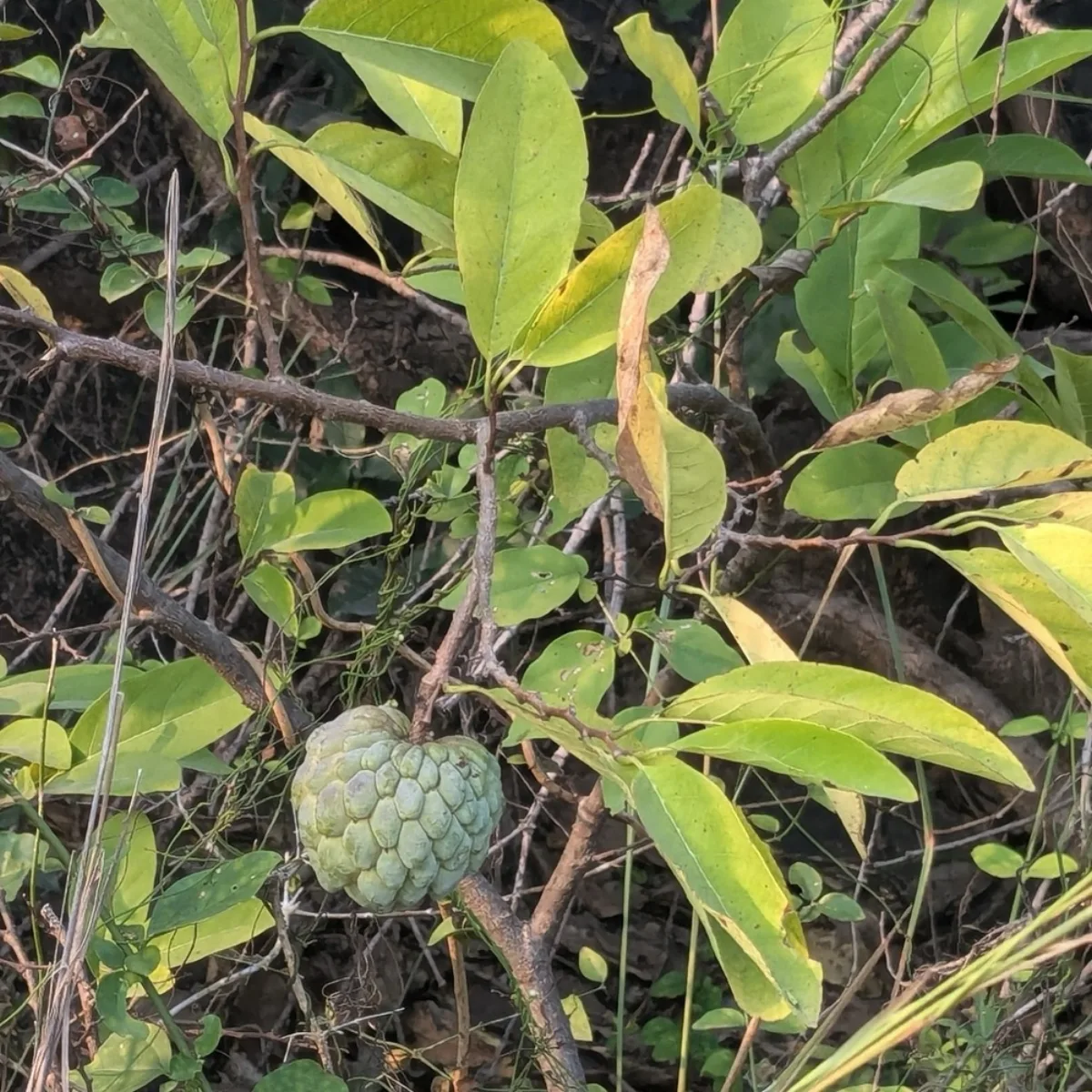Cây na mãng cầu Annona squamosa trồng trong chậu, lá xanh đặc trưng và quả đang phát triển