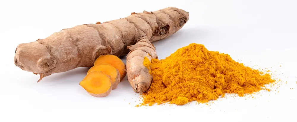 Củ nghệ tươi Curcuma longa chuẩn bị trồng