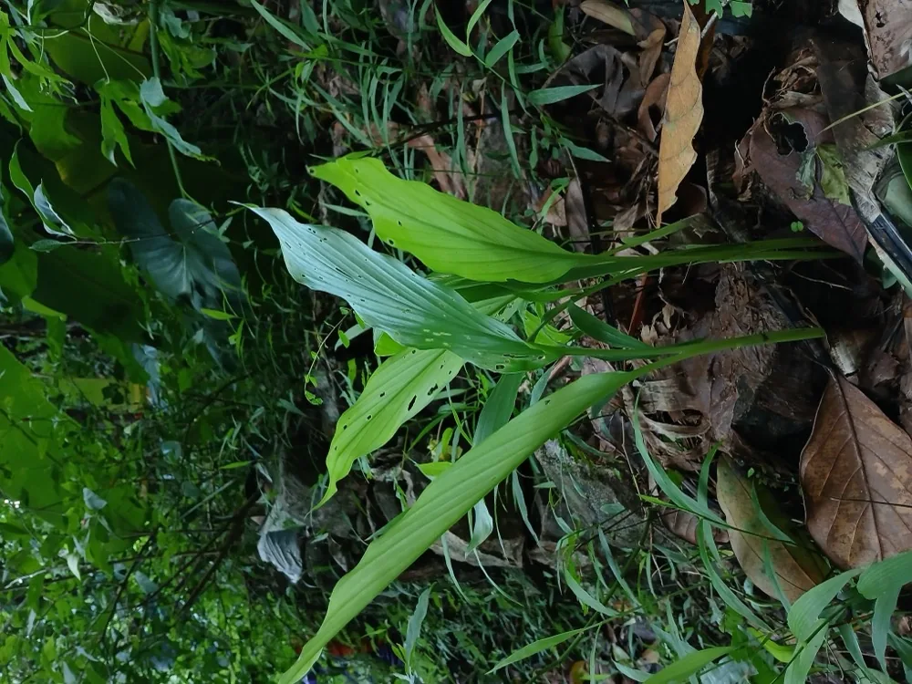 Cách Trồng Nghệ Tại Nhà Cho Củ To