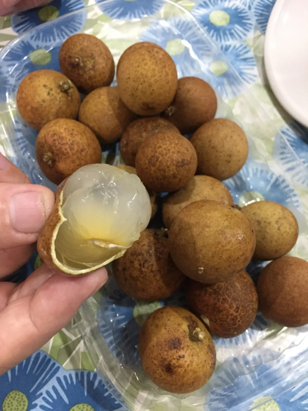Cách Trồng Nhãn Trong Chậu Sai Quả Tại Nhà
