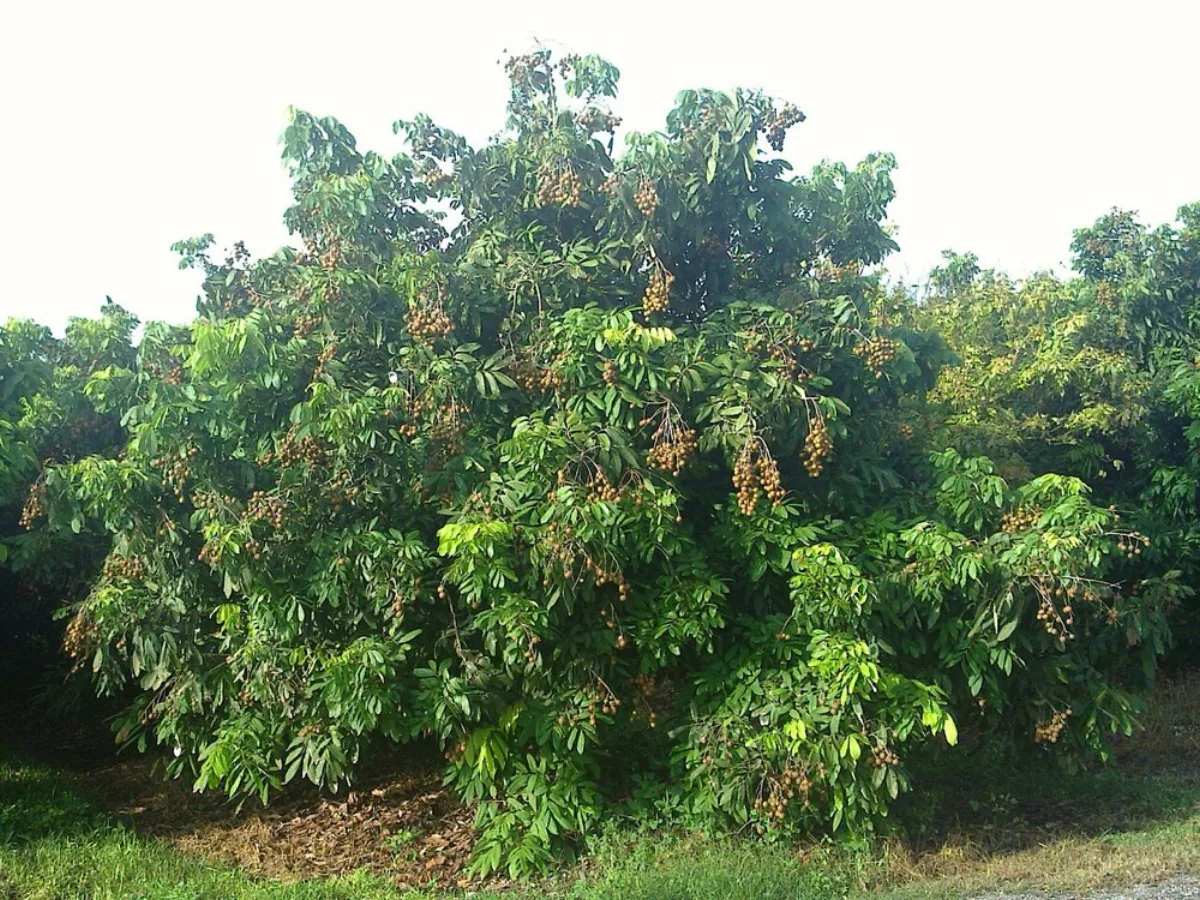 Cây nhãn sai quả ngoài vườn — nhãn Dimocarpus longan