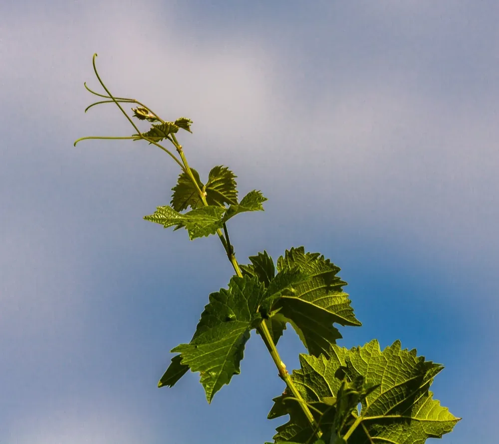 Cây nho leo giàn tốt tươi, thân cành khỏe mạnh (Vitis vinifera)